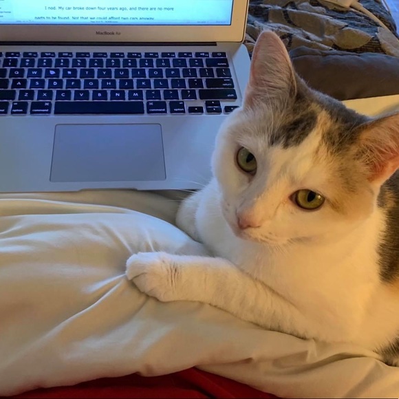 🐈🐾 Follow Game 🐈🐾 Like to play tag & share - Picture 7 of 10